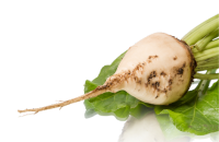 Sugar Beet